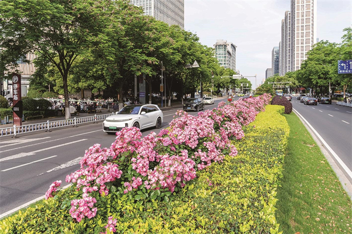 常州用十多年，建成39条月季路